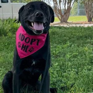 Shadow, Adult Female Mixed Breed