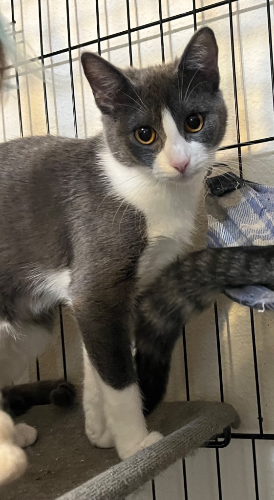 Defiance, an adoptable Domestic Short Hair in Thompson Falls, MT, 59873 | Photo Image 1