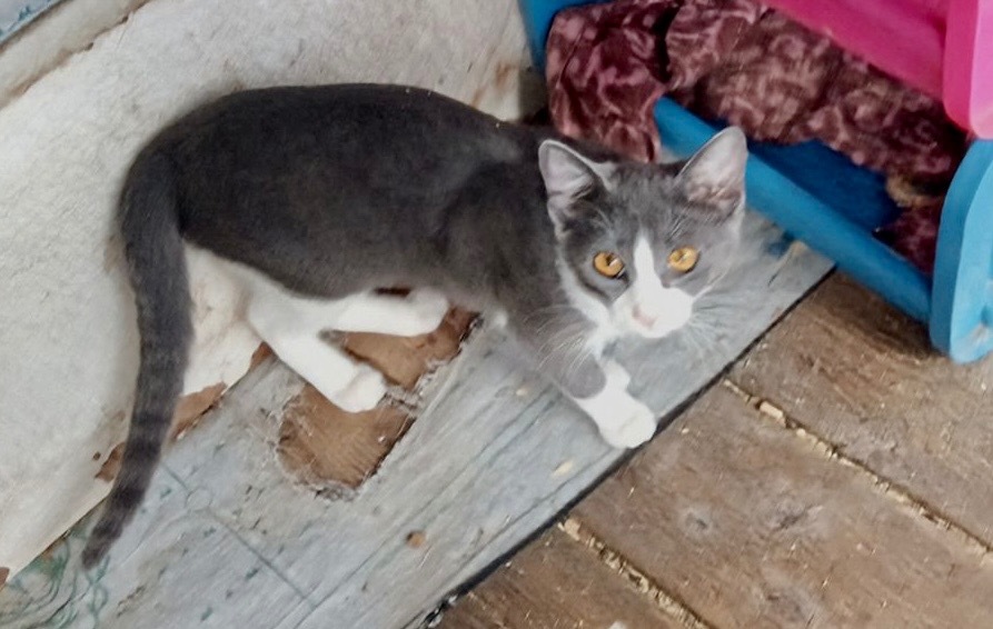 Defiance, an adoptable Domestic Short Hair in Thompson Falls, MT, 59873 | Photo Image 2