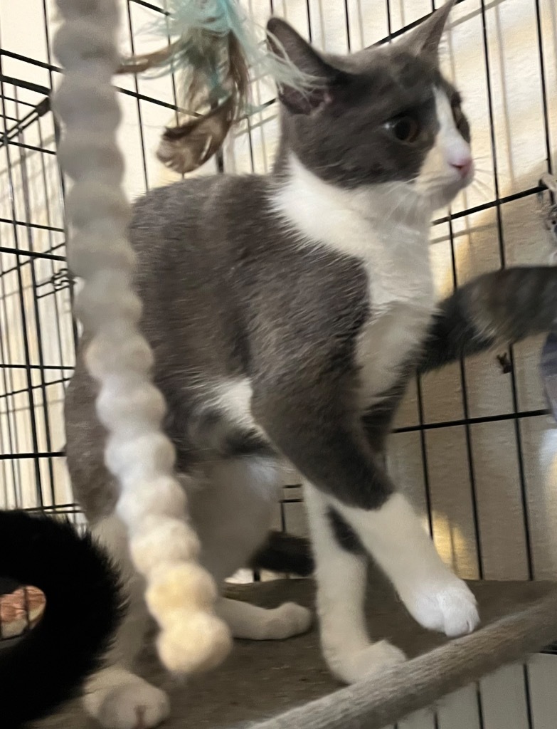 Defiance, an adoptable Domestic Short Hair in Thompson Falls, MT, 59873 | Photo Image 3