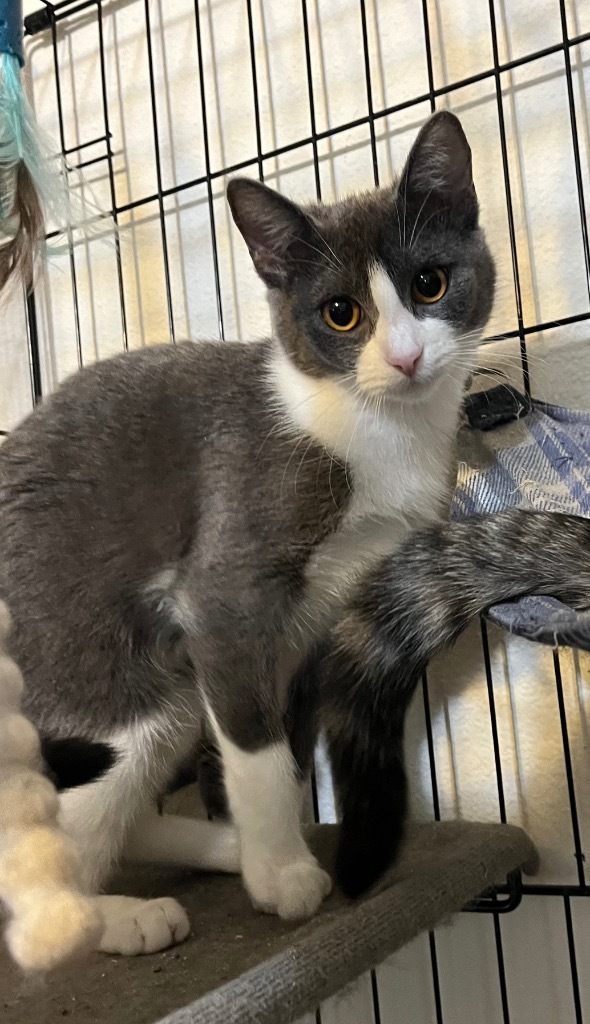 Defiance, an adoptable Domestic Short Hair in Thompson Falls, MT, 59873 | Photo Image 4