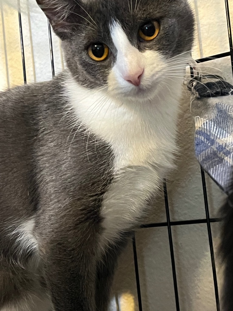 Defiance, an adoptable Domestic Short Hair in Thompson Falls, MT, 59873 | Photo Image 5
