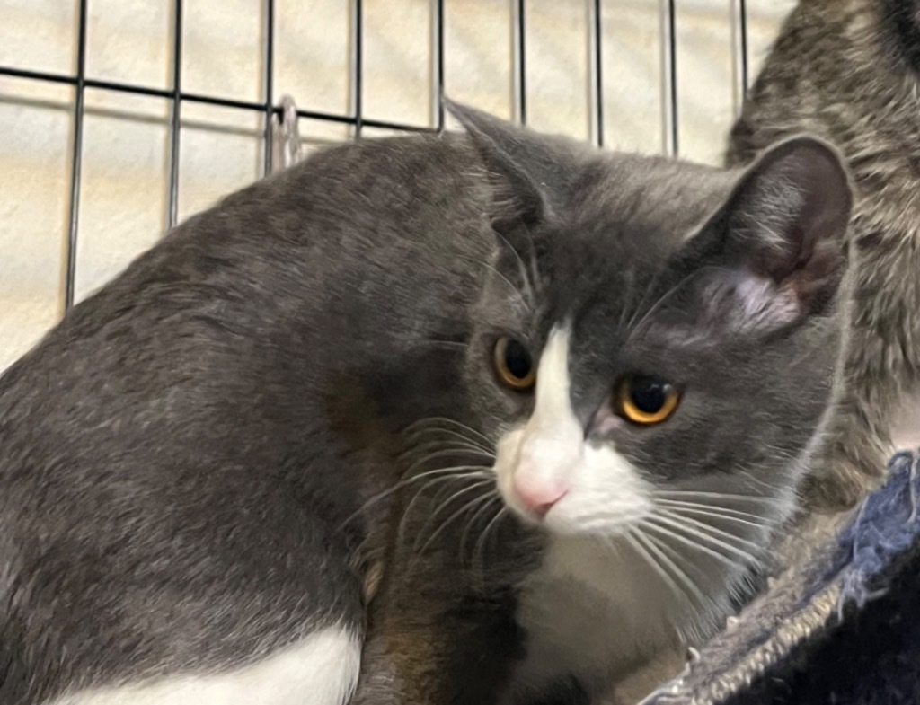 Defiance, an adoptable Domestic Short Hair in Thompson Falls, MT, 59873 | Photo Image 6