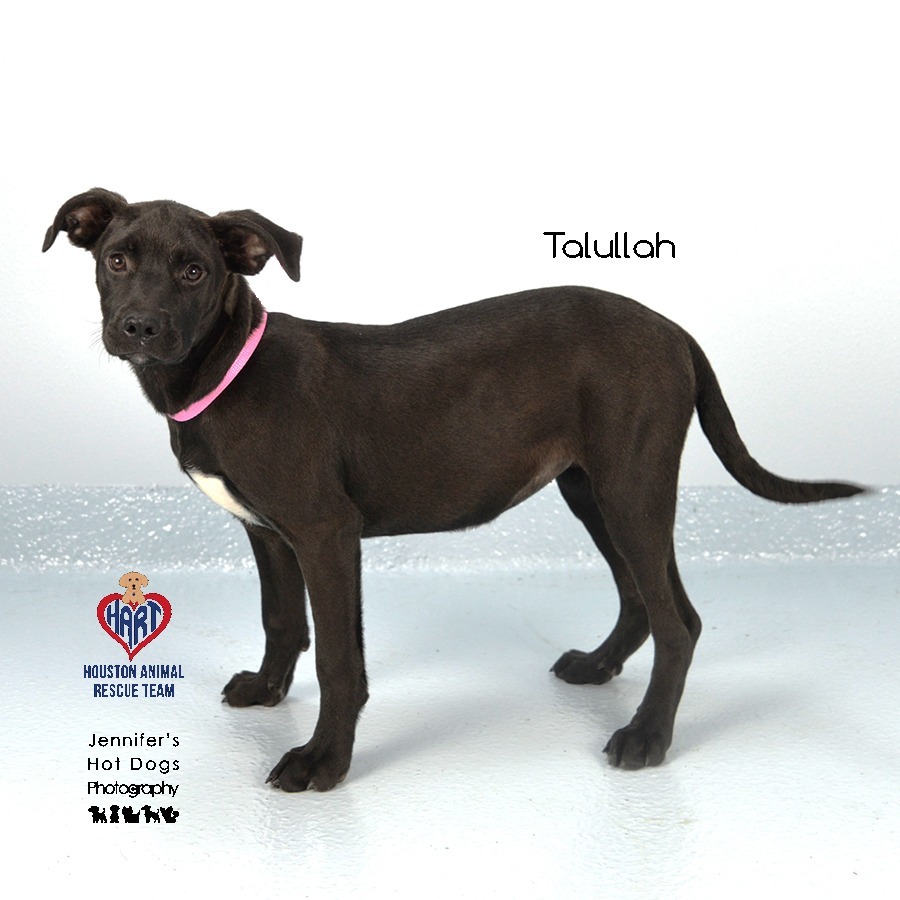 Talullah