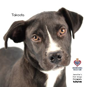Takoda, Young Male Labrador Retriever