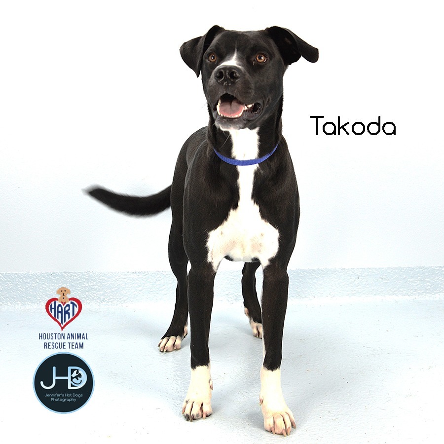 Takoda