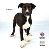 Takoda photo 2