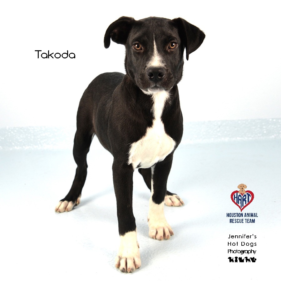 Takoda