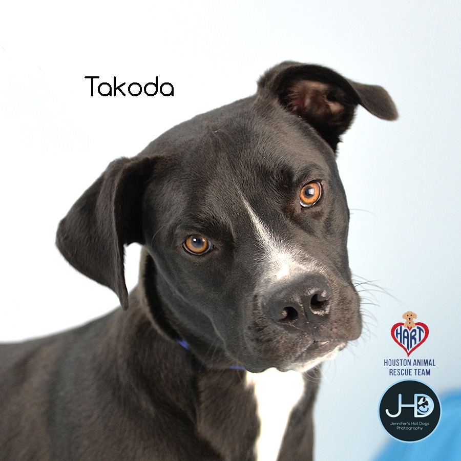 Takoda