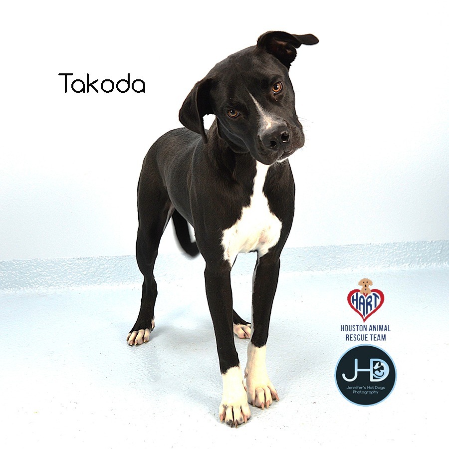 Takoda