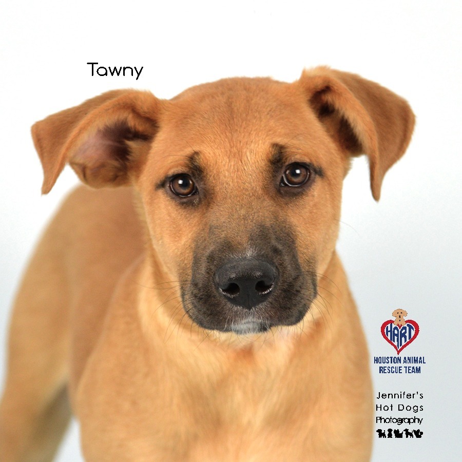 Tawny