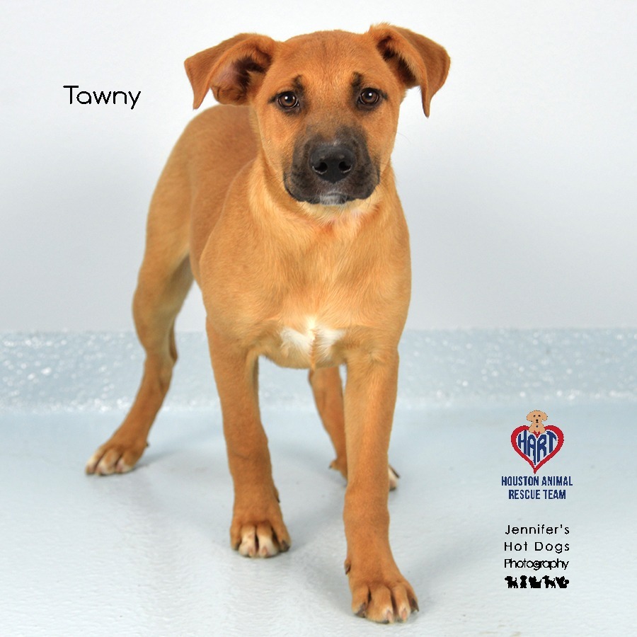 Tawny