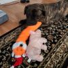 Candyland photo 5