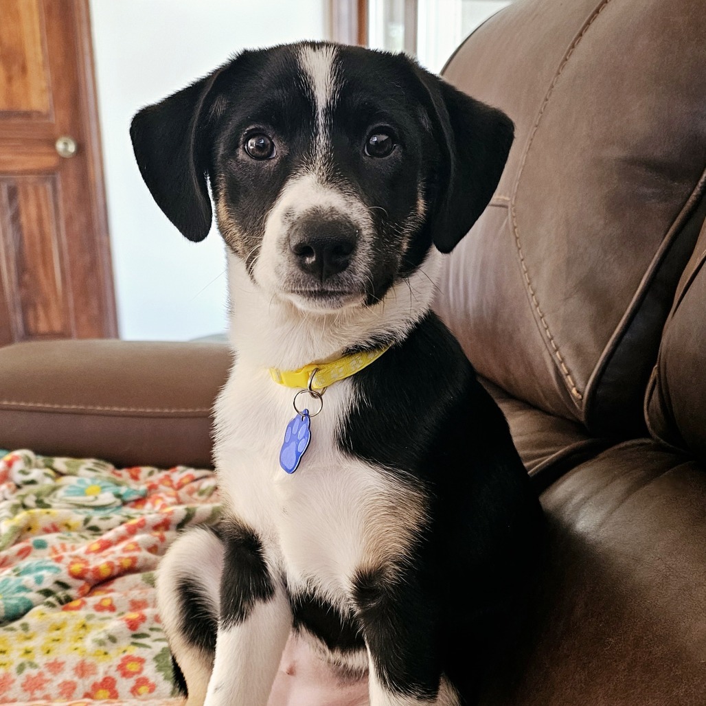 Fern, an adoptable Spitz, Australian Shepherd in Festus, MO, 63028 | Photo Image 3