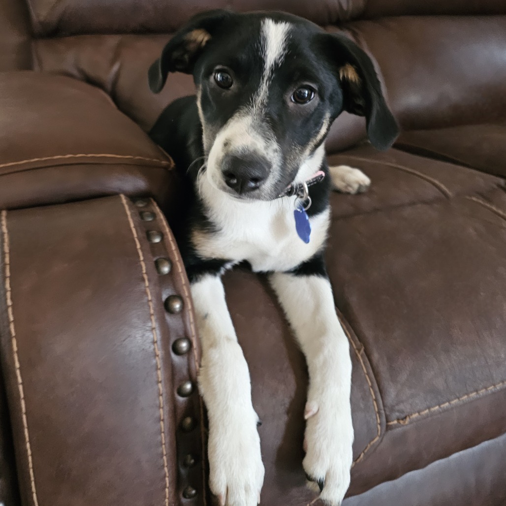 Fern, an adoptable Spitz, Australian Shepherd in Festus, MO, 63028 | Photo Image 4