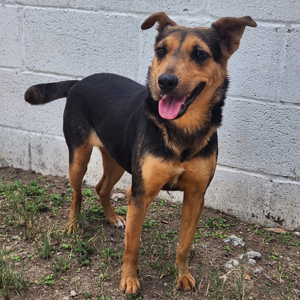 Azalea, an adoptable Labrador Retriever, Rottweiler in Laredo, TX, 78041 | Photo Image 1