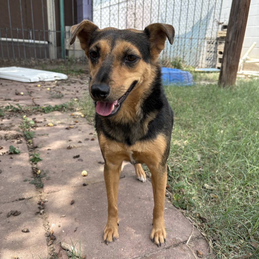 Azalea, an adoptable Labrador Retriever, Rottweiler in Laredo, TX, 78041 | Photo Image 1