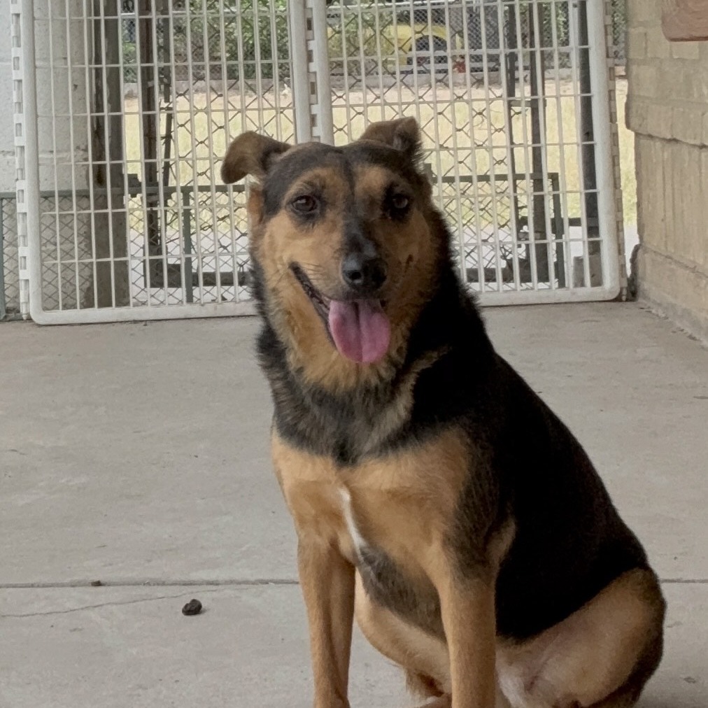 Azalea, an adoptable Labrador Retriever, Rottweiler in Laredo, TX, 78041 | Photo Image 3