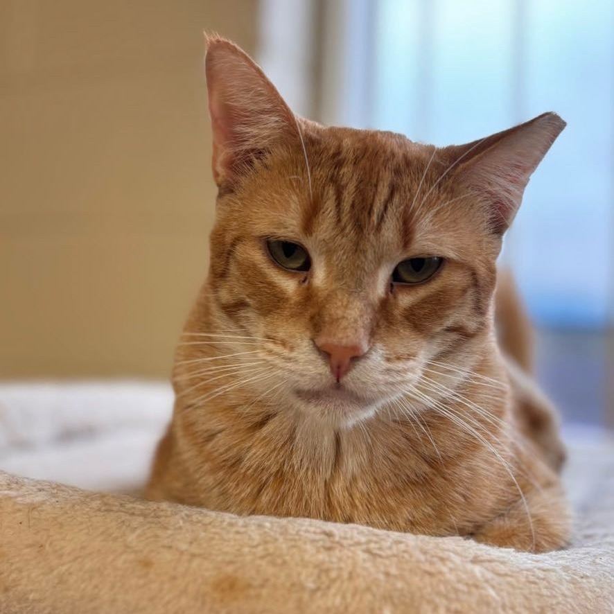 OJ, an adoptable Domestic Short Hair in Midland, TX, 79701 | Photo Image 1
