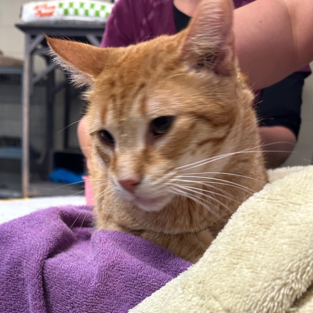 OJ, an adoptable Domestic Short Hair in Midland, TX, 79701 | Photo Image 2
