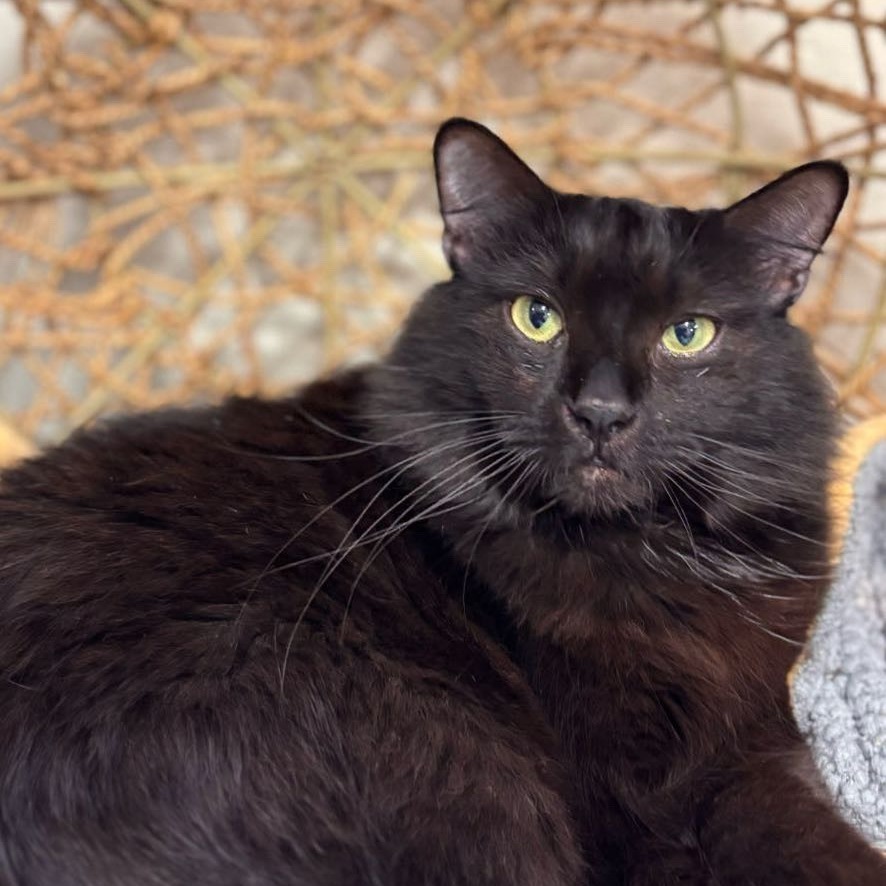 Baby, an adoptable Domestic Long Hair in Midland, TX, 79701 | Photo Image 1