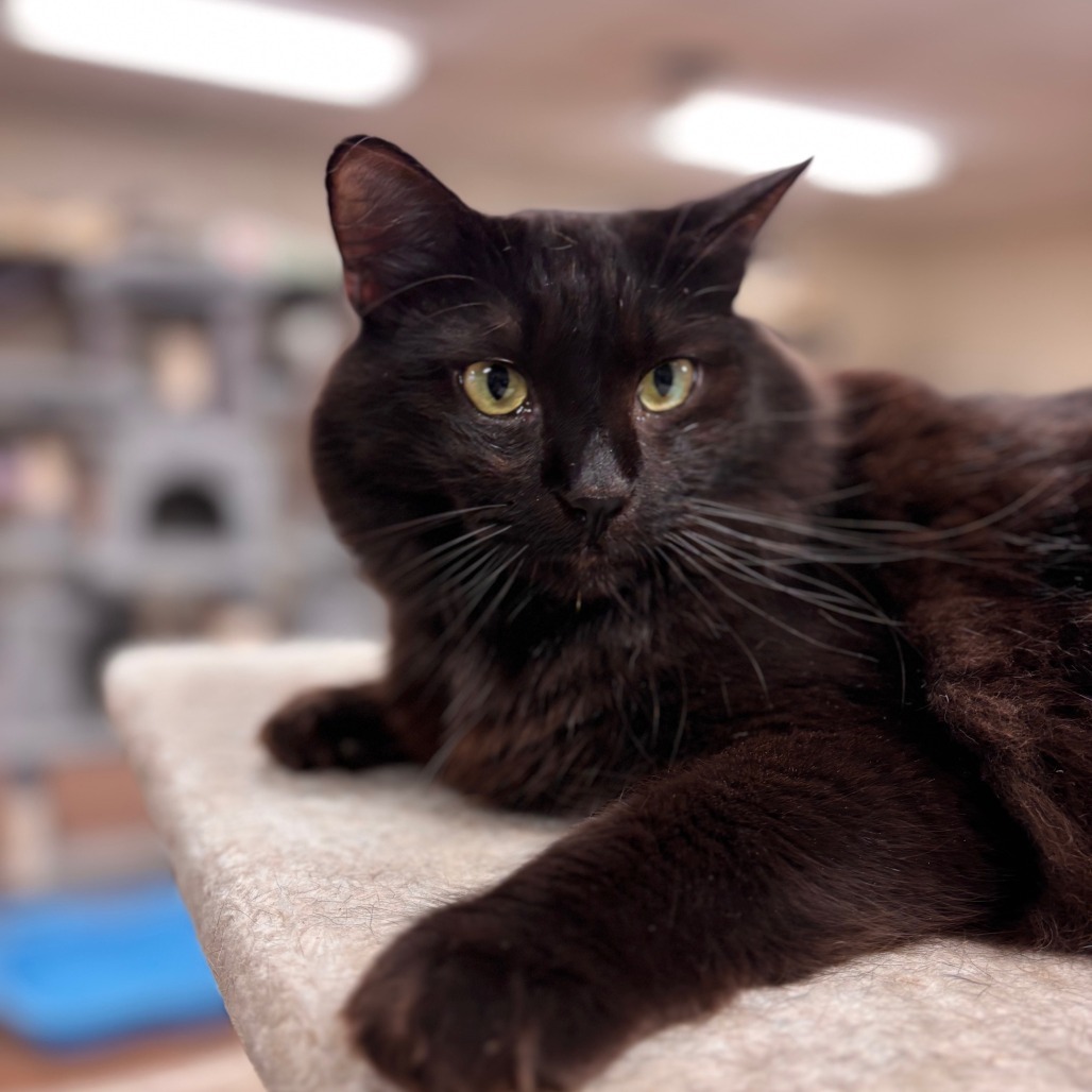 Baby, an adoptable Domestic Long Hair in Midland, TX, 79701 | Photo Image 2