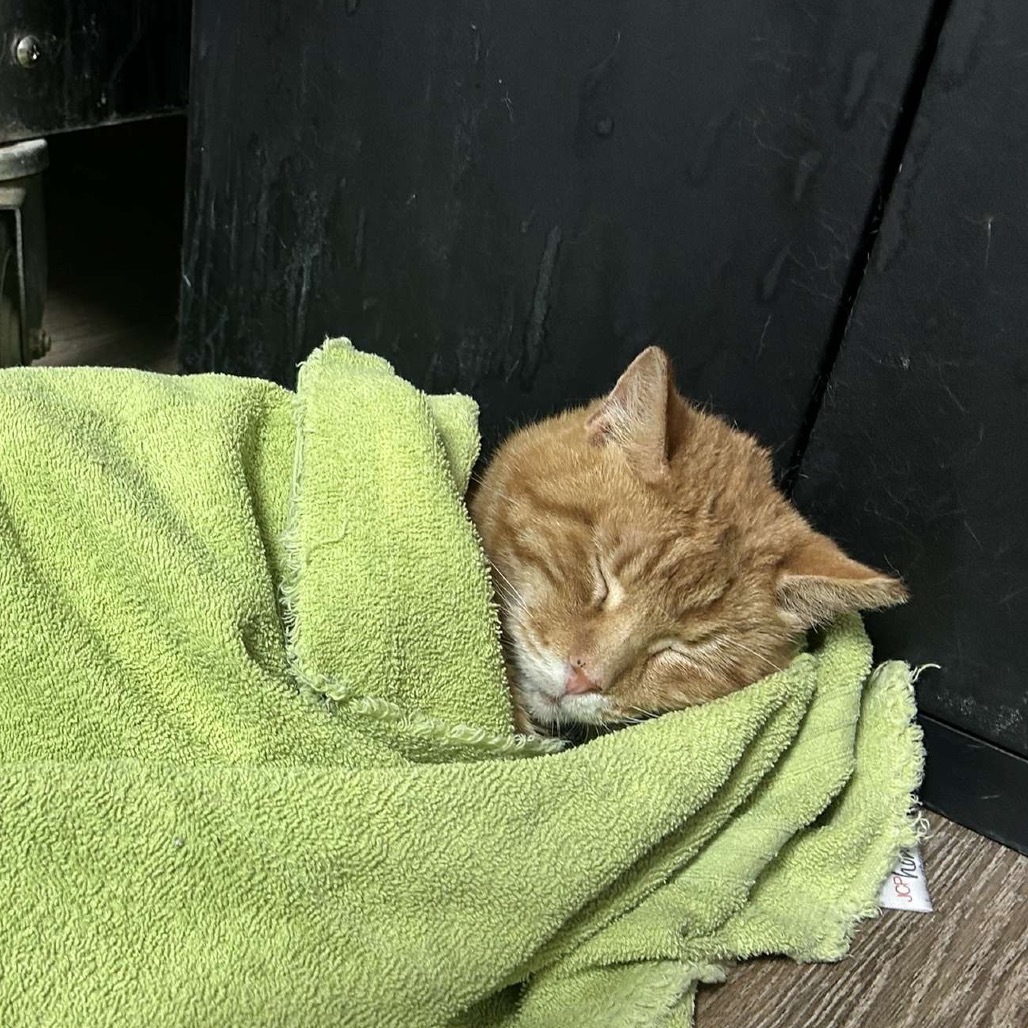 Tallon, an adoptable Domestic Short Hair in Midland, TX, 79701 | Photo Image 1