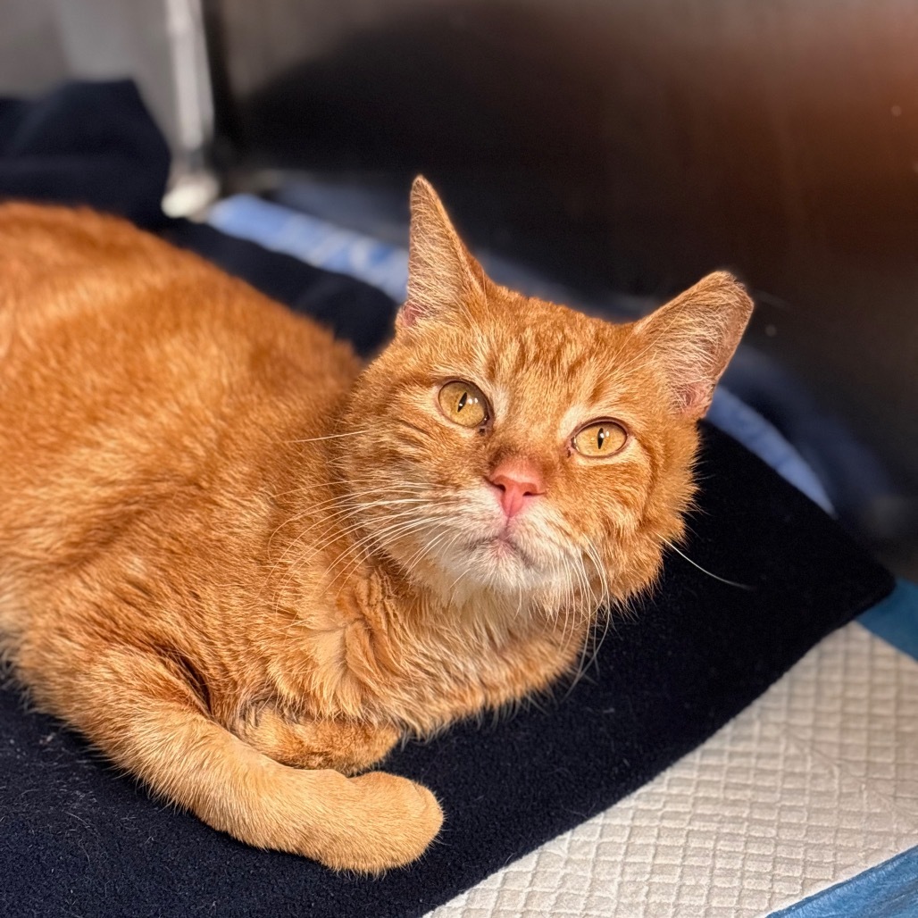Tallon, an adoptable Domestic Short Hair in Midland, TX, 79701 | Photo Image 2
