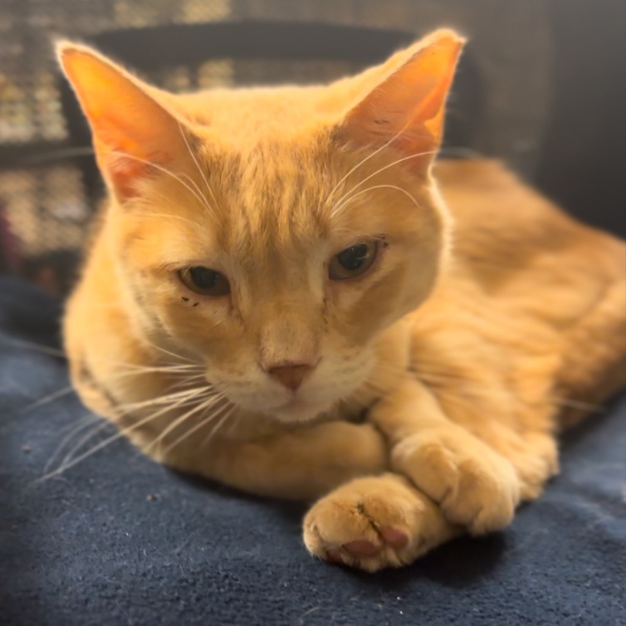 Don Giovanni, an adoptable Domestic Short Hair in Midland, TX, 79701 | Photo Image 1