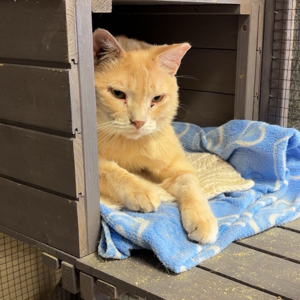 Don Giovanni, an adoptable Domestic Short Hair in Midland, TX, 79701 | Photo Image 1