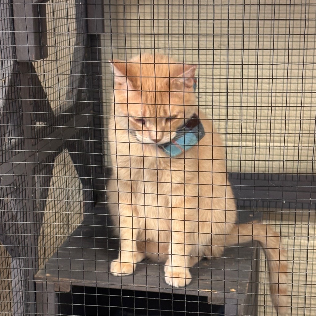 Don Giovanni, an adoptable Domestic Short Hair in Midland, TX, 79701 | Photo Image 3