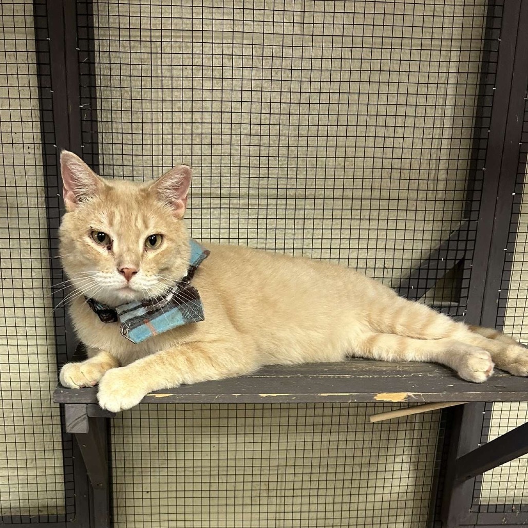 Don Giovanni, an adoptable Domestic Short Hair in Midland, TX, 79701 | Photo Image 4