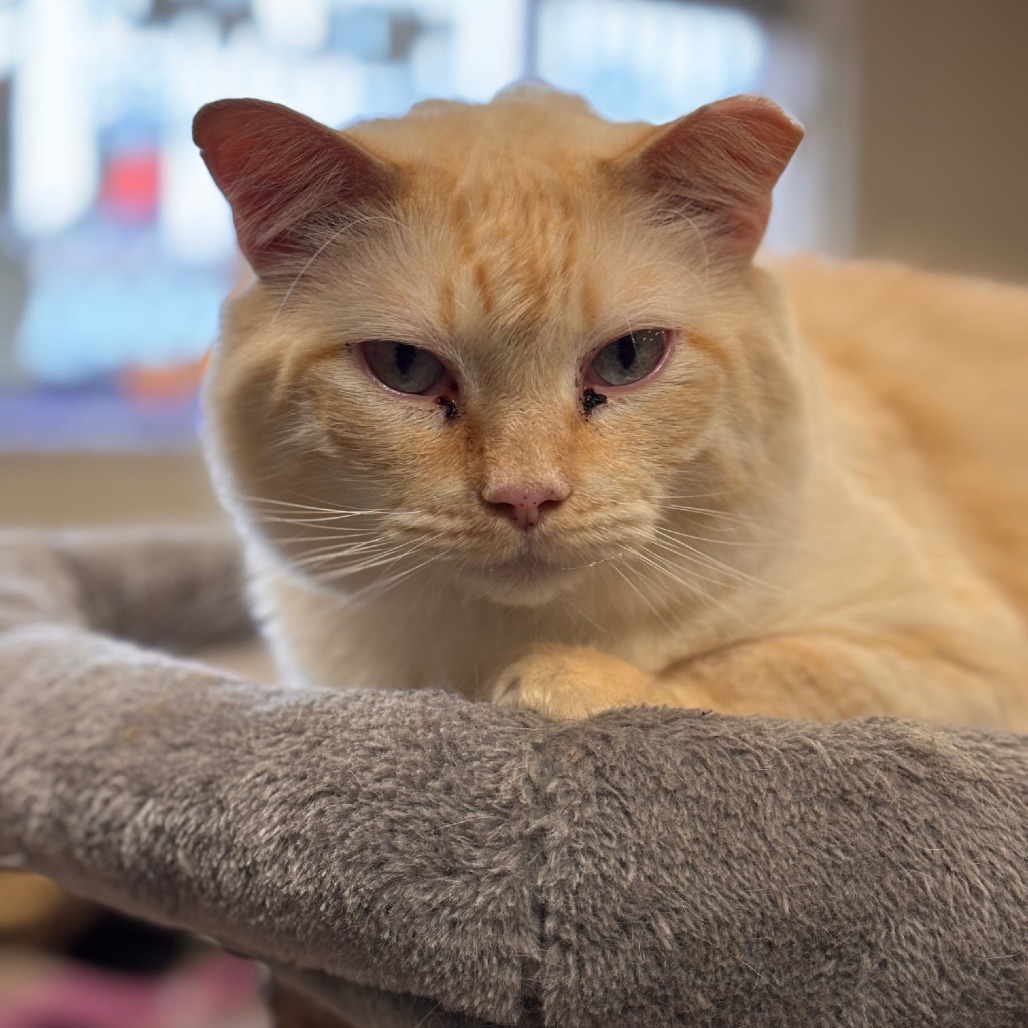 Jack Frost, an adoptable Siamese in Midland, TX, 79701 | Photo Image 1
