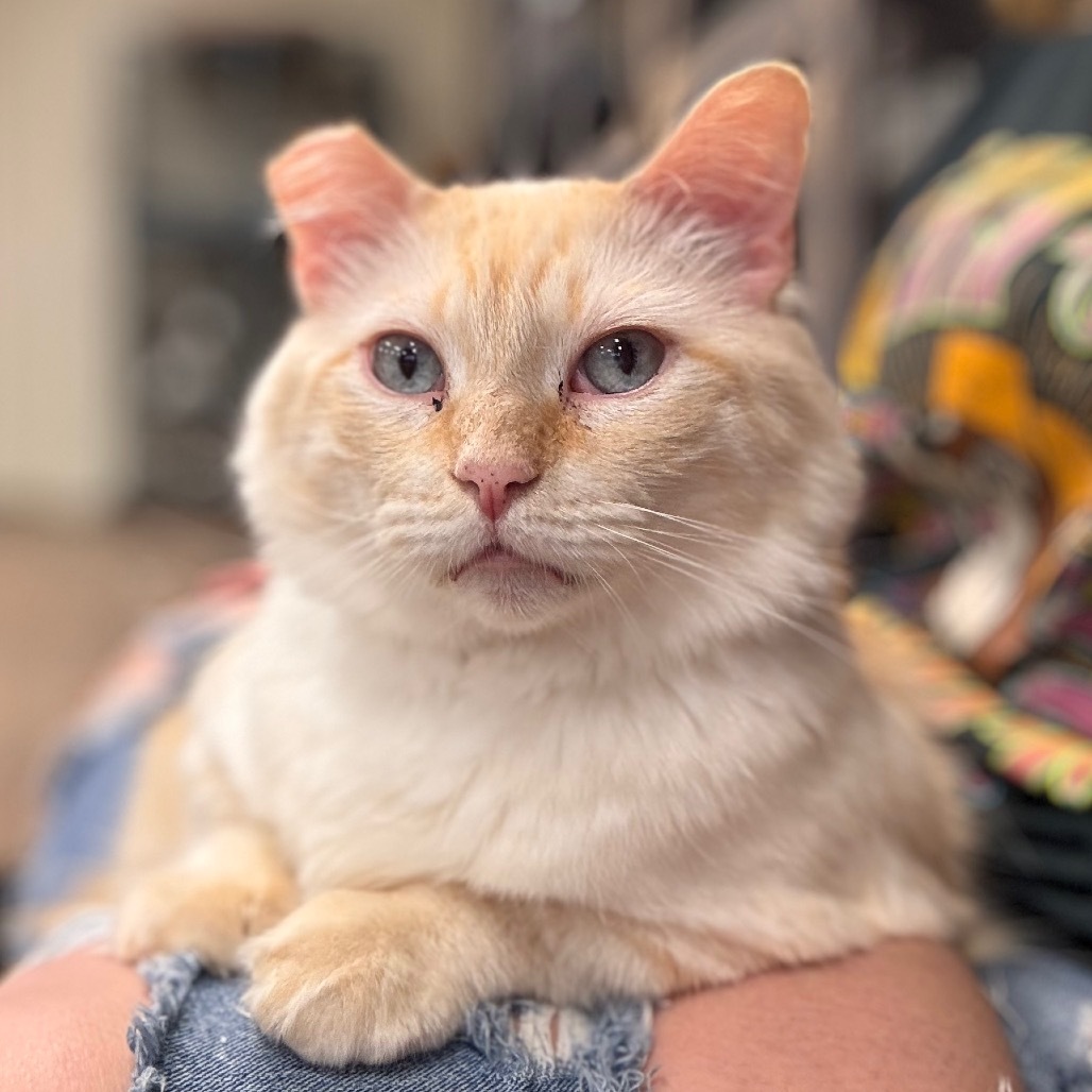 Jack Frost, an adoptable Siamese in Midland, TX, 79701 | Photo Image 1