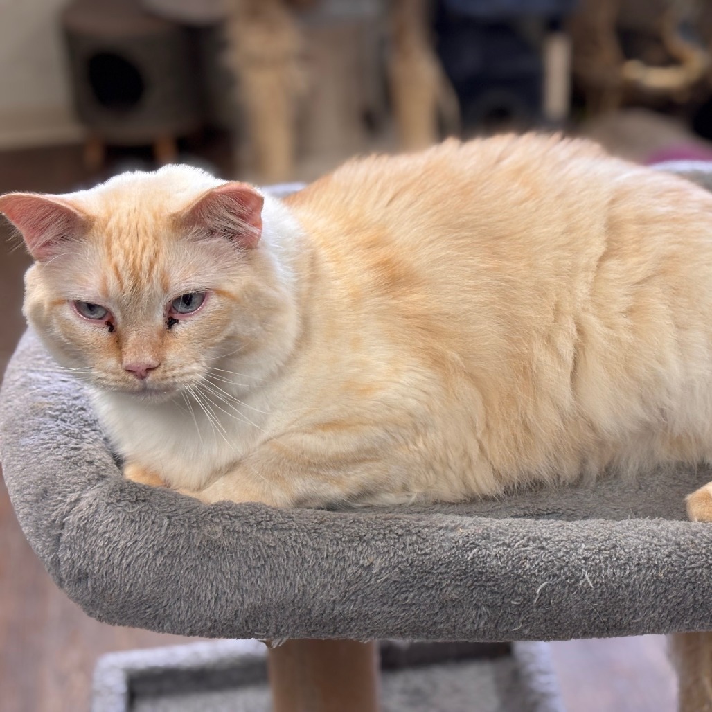 Jack Frost, an adoptable Siamese in Midland, TX, 79701 | Photo Image 3