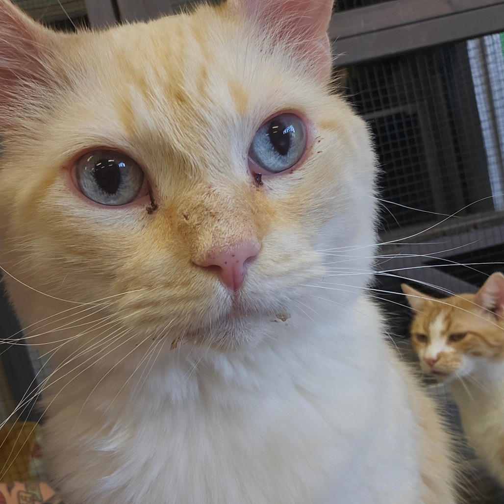 Jack Frost, an adoptable Siamese in Midland, TX, 79701 | Photo Image 4