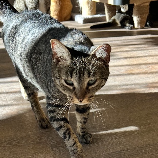 Six, an adoptable Domestic Short Hair in Midland, TX, 79701 | Photo Image 1