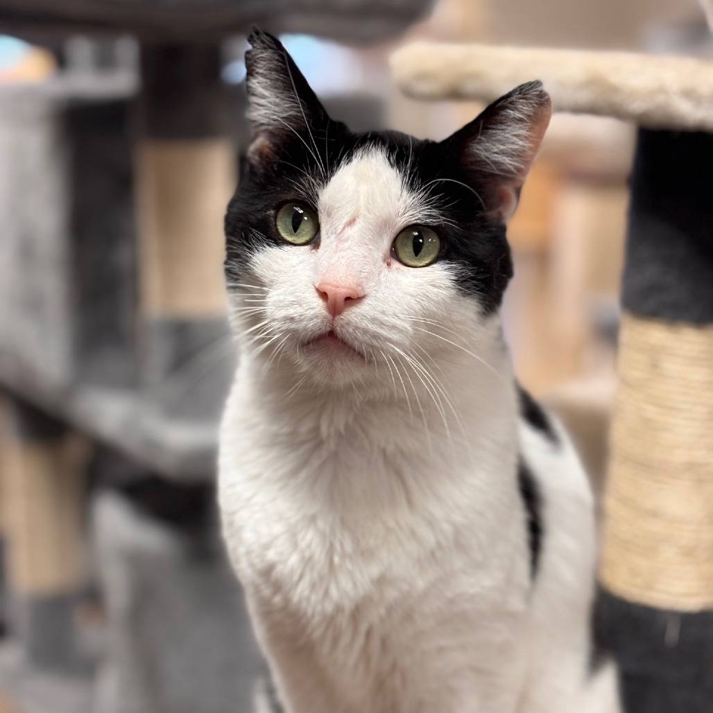 Oliver, an adoptable Domestic Short Hair in Midland, TX, 79701 | Photo Image 1