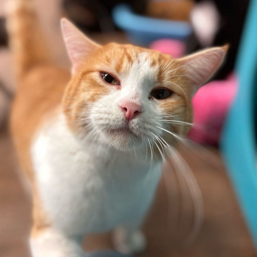 Little OG, an adoptable Domestic Medium Hair in Midland, TX, 79701 | Photo Image 1
