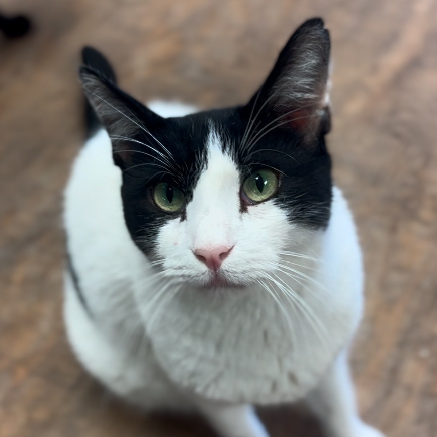 Patches, an adoptable Domestic Short Hair in Midland, TX, 79701 | Photo Image 1