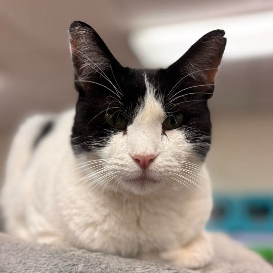 Patches, an adoptable Domestic Short Hair in Midland, TX, 79701 | Photo Image 2