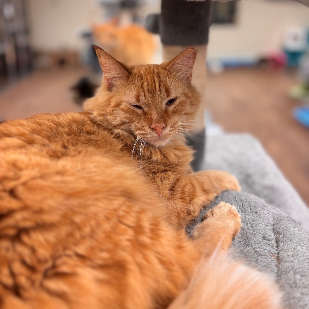 Peppermint Patty, an adoptable Domestic Medium Hair in Midland, TX, 79701 | Photo Image 1