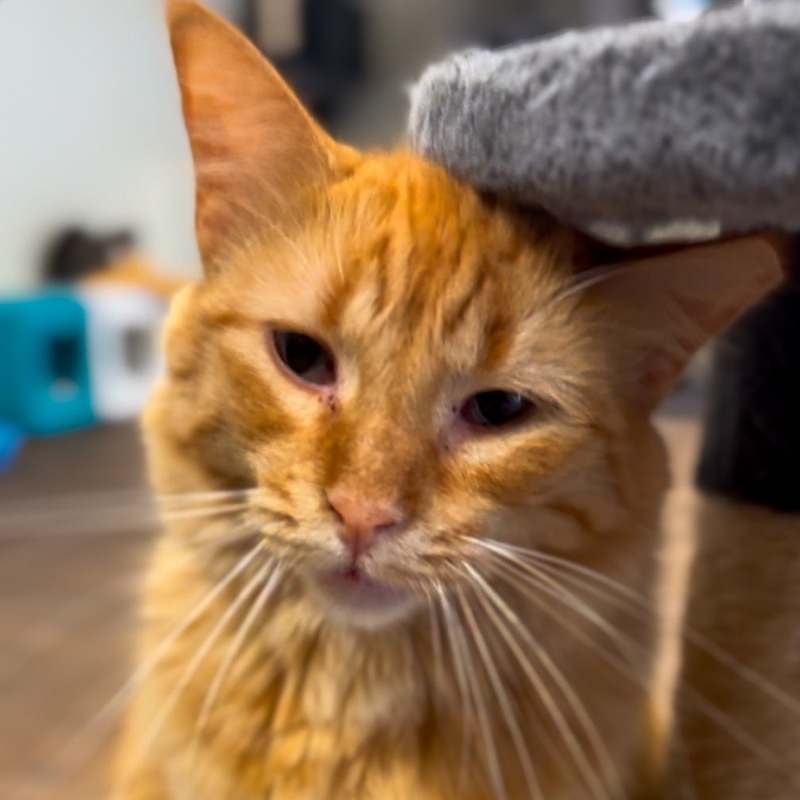 Peppermint Patty, an adoptable Domestic Medium Hair in Midland, TX, 79701 | Photo Image 2
