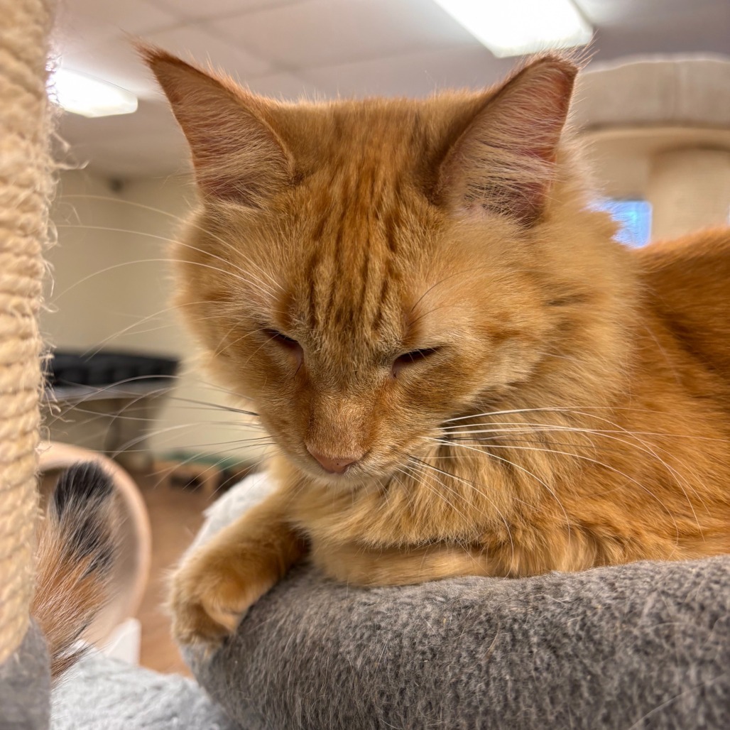 Peppermint Patty, an adoptable Domestic Medium Hair in Midland, TX, 79701 | Photo Image 3