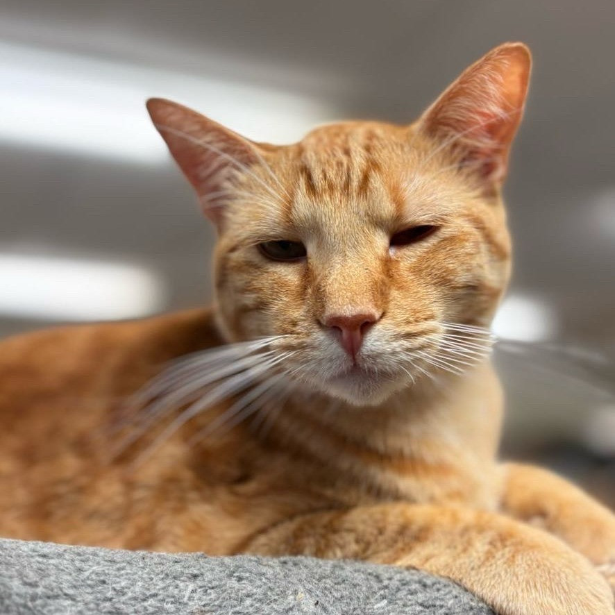 Thomas, an adoptable Domestic Short Hair in Midland, TX, 79701 | Photo Image 1