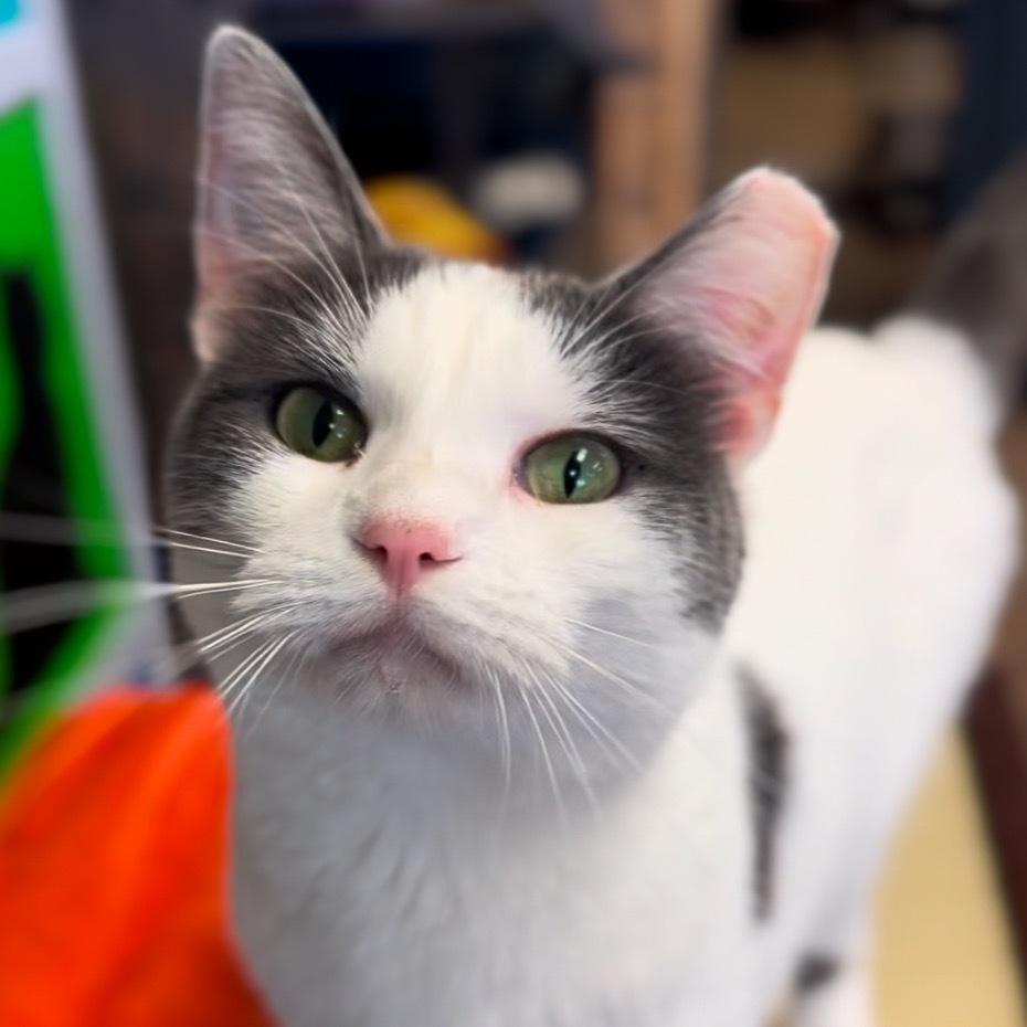 Aries, an adoptable Domestic Short Hair in Midland, TX, 79701 | Photo Image 1