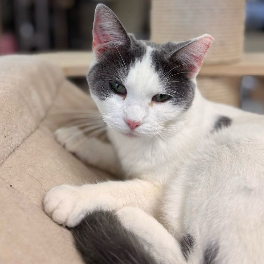 Aries, an adoptable Domestic Short Hair in Midland, TX, 79701 | Photo Image 2
