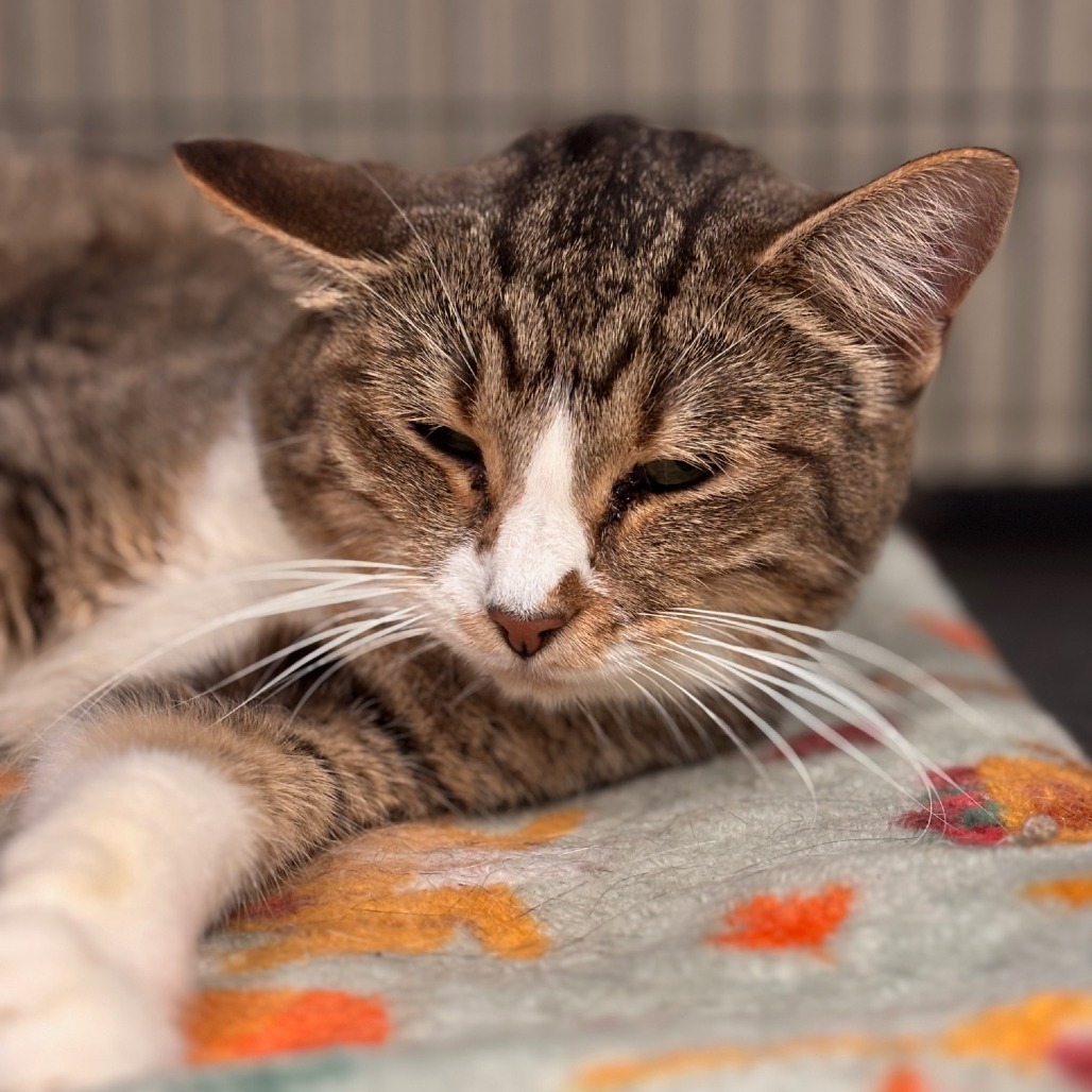Tessa, an adoptable Domestic Short Hair in Midland, TX, 79701 | Photo Image 1
