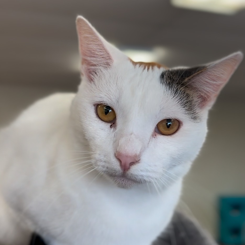 Snowball, an adoptable Domestic Short Hair in Midland, TX, 79701 | Photo Image 1