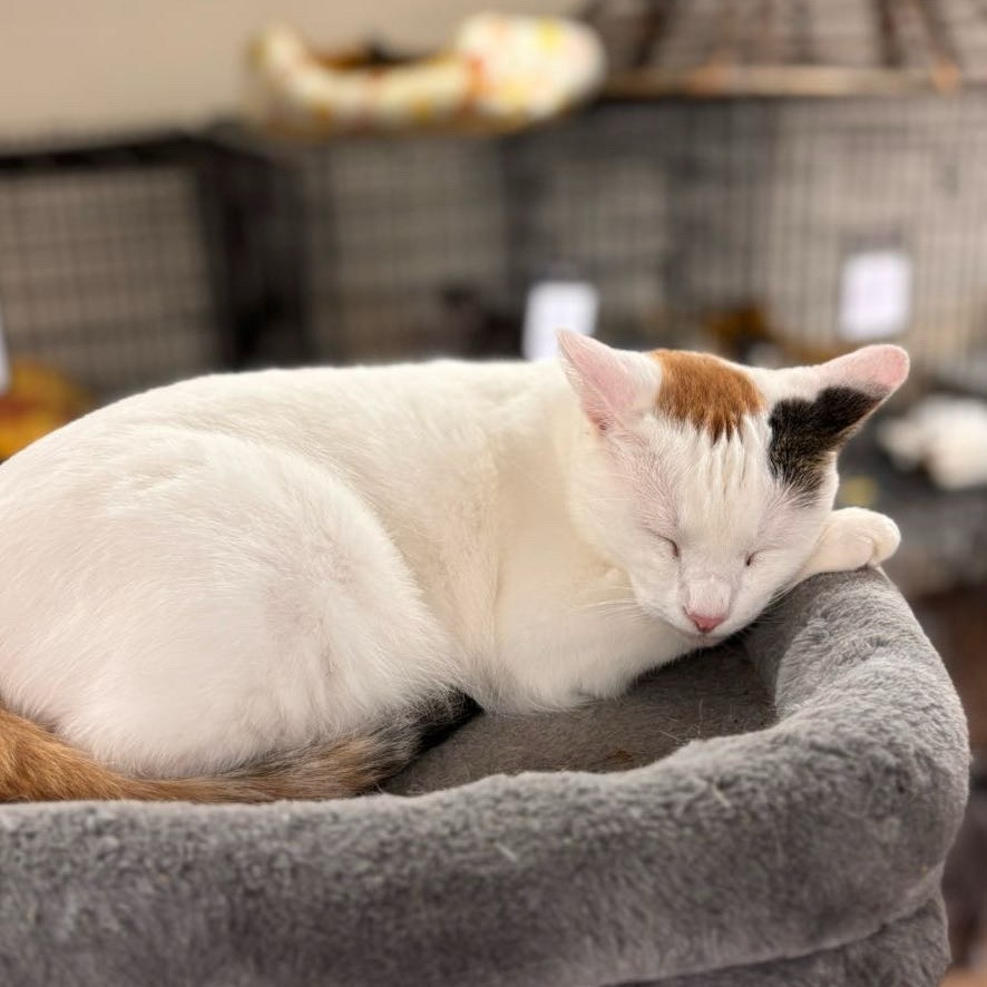 Snowball, an adoptable Domestic Short Hair in Midland, TX, 79701 | Photo Image 2